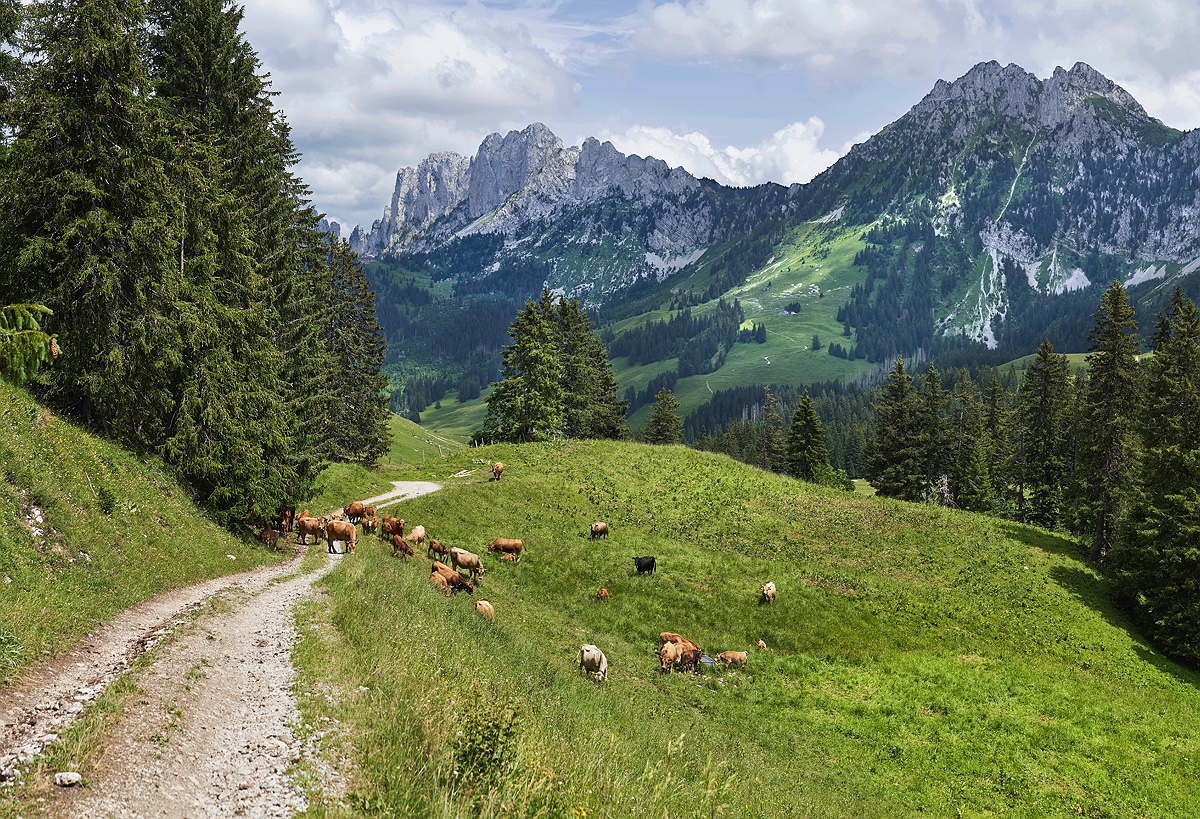 Типичный швейцарский сельский пейзаж: коровы пасутся в долине в районе горного массива Гастлозен (Gastlosen)