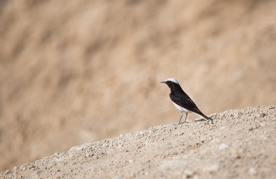 Путешествие по пустыням Израиля: птицы в пустыне