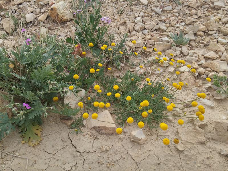 Путешествие по пустыням Израиля: цветение южной пустыни Негев