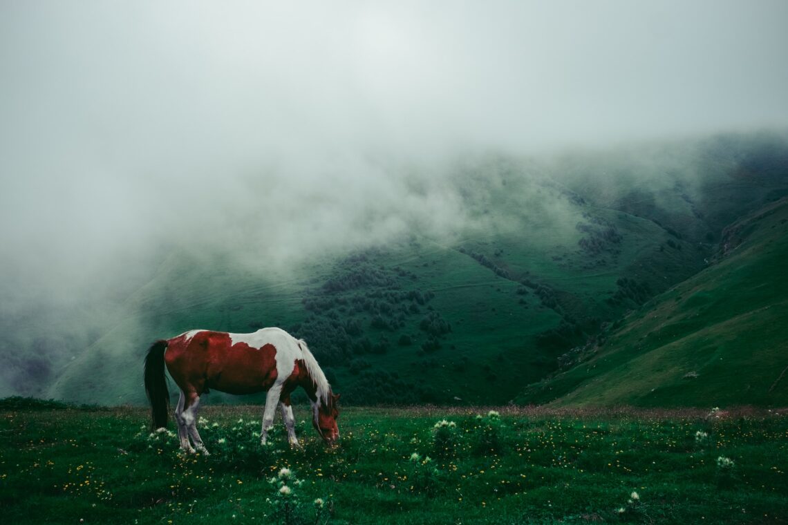Лошадь в горах Казбеги, Грузия